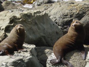 Fur Seals New Zealand Campervan Trip