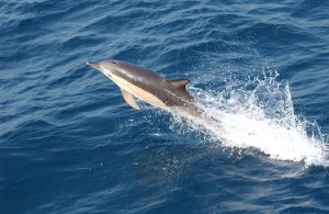 Common Dolphin New Zealand Cruise