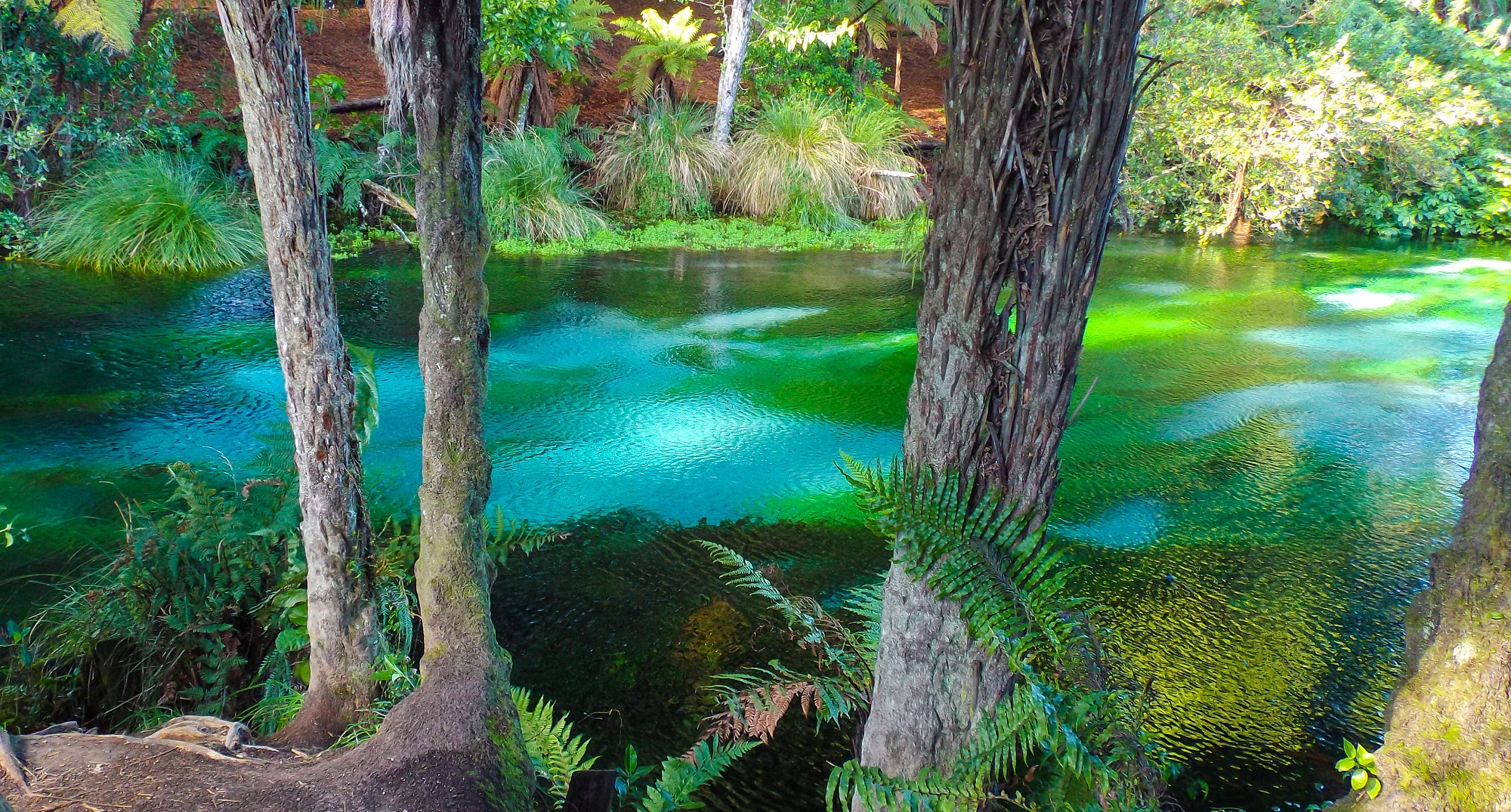 Hamurana Springs, Rotorua, New Zealand smaller