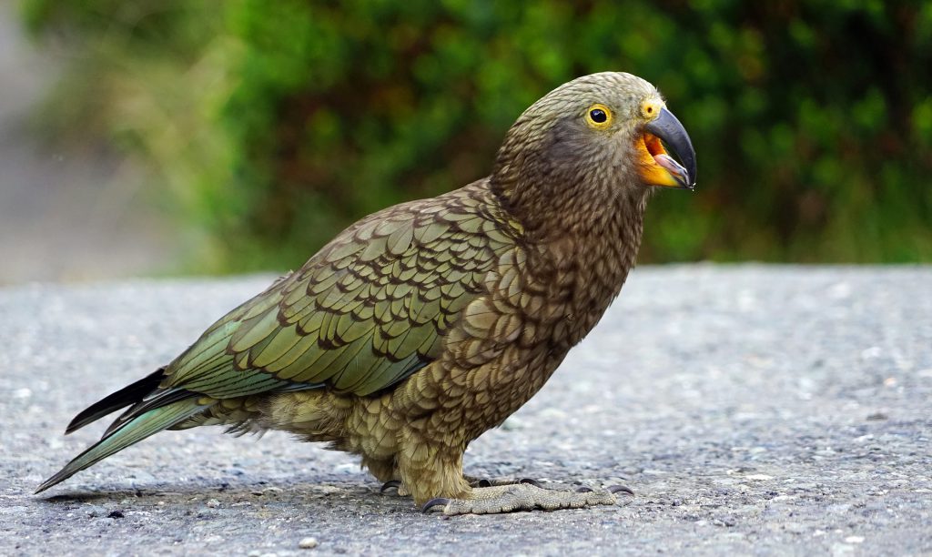 Kea