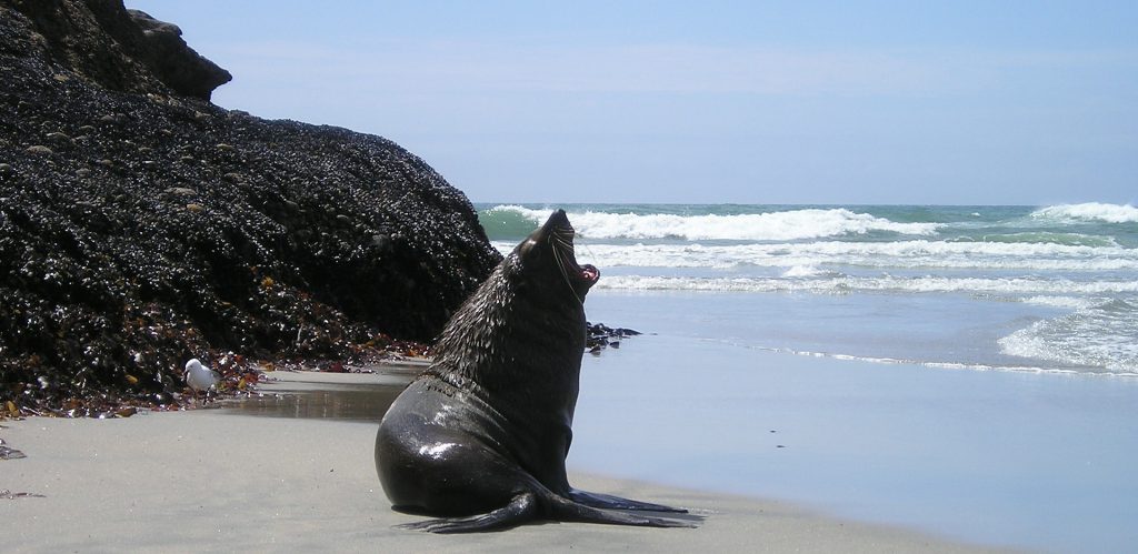 Sealion New Zealand South Island