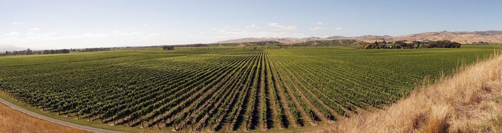 Vineyard Marlborough Sounds