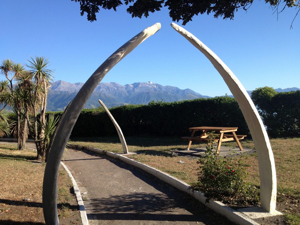 Kaikoura Whalebones