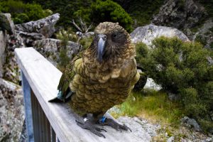 Kea