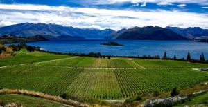Rippon Winery Wanaka New Zealand