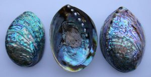 paua shells