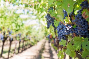 wine grapes vineyard