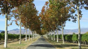 new zealand wine countryside